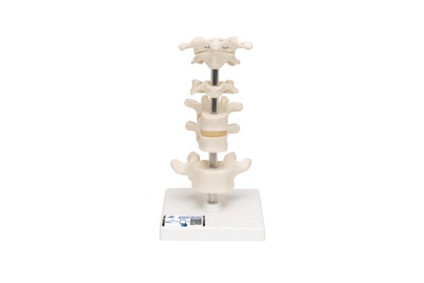 model 6 kręgów ludzkich, zamontowany na statywie - 3b smart anatomy - 1000147 [a75] 3b scientific modele anatomiczne 2